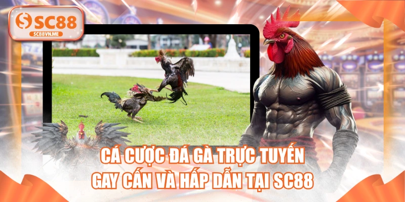 Cá Cược Đá Gà Trực Tuyến Gay Cấn Và Hấp Dẫn Tại SC88