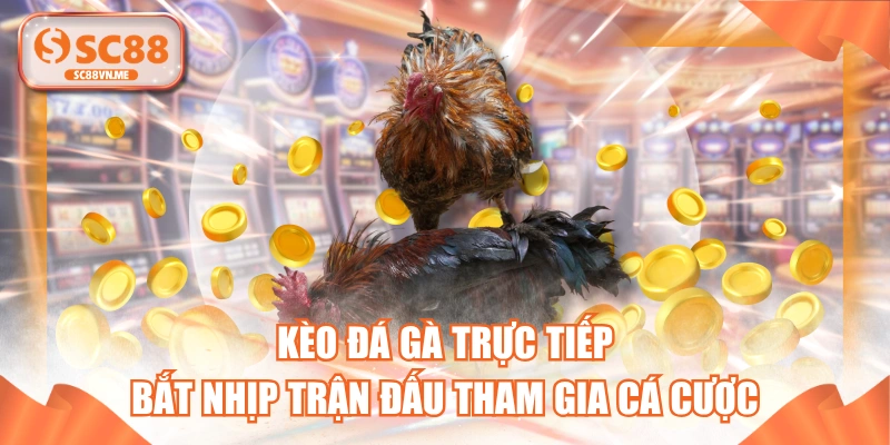 Kèo Đá Gà Trực Tiếp Bắt Nhịp Trận Đấu Tham Gia Cá Cược