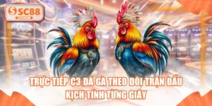 Trực Tiếp C3 Đá Gà Theo Dõi Trận Đấu Kịch Tính Từng Giây